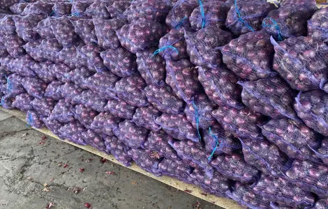 Продам червону цибулю