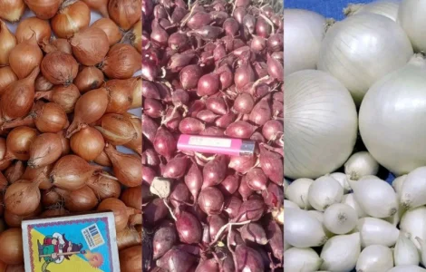 Продам цибулю-сівок Штутгарт