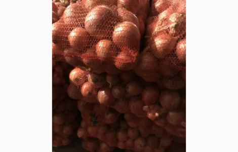 Продам цибуля сорт штутгарт