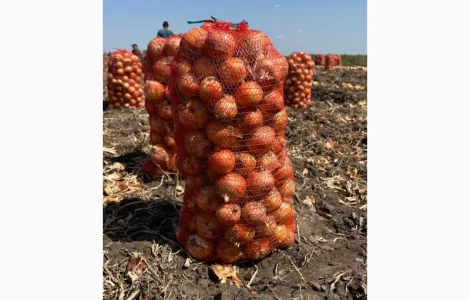 Продам цибулю зі склада Медуза F1