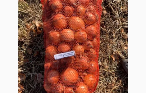 Продам цибулю