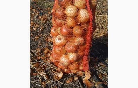 Продам цибулю на переробку