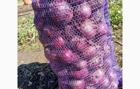 Продам лук синий