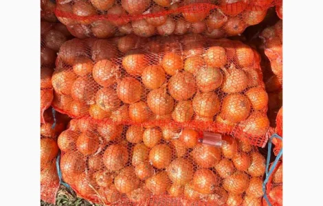 Цибуля МЕДУЗА