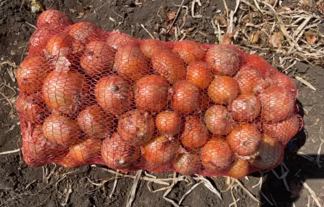 Продам цибулю Медуза