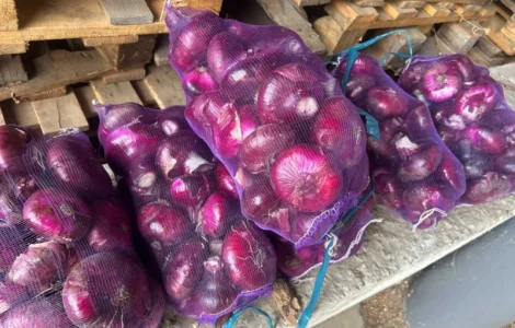 Продам ялтинский лук