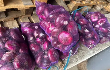 Продам ялтинский лук