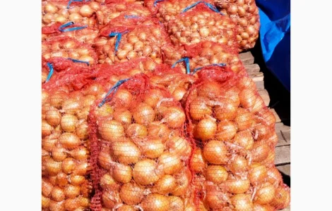 Продам цибулю