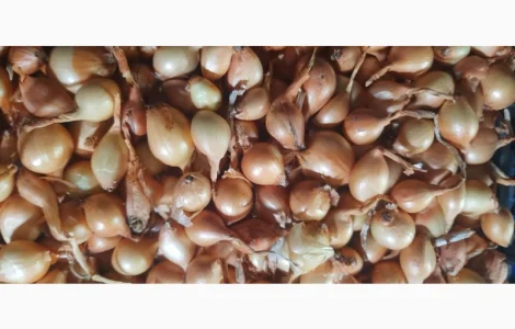 Продам цибулю кущівку