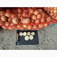 Львівська молода цибуля - стабільні поставки зеленої та ріпчастої продукції