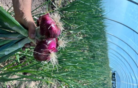 Цибуля ялтинська