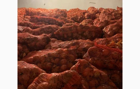 Цибуля ріпчаста | Сітка 18–20 кг | Опт від виробника