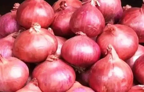 Продам цибулю та часник з Египту