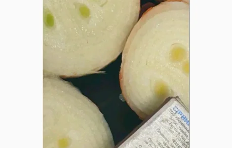 Продам лук на выгонку пера