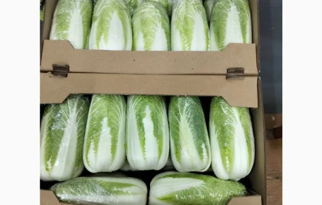 Пекінська капуста на Експорт