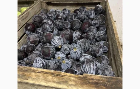 Продам капусту краснокочанную