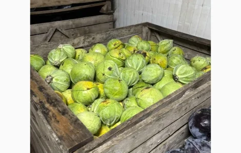 Продам капусту белокочанную