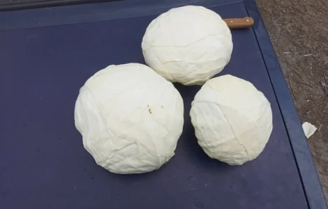 Продам капусту