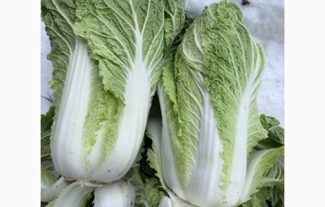 Куплю Пекінську капусту на постійній основі