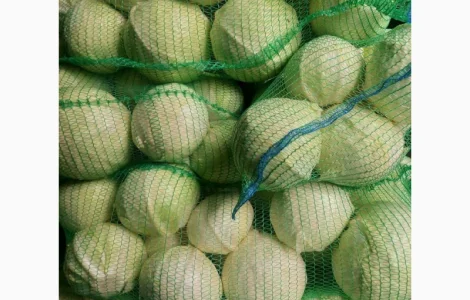 Капуста від виробника