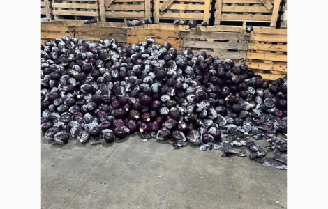 Капуста червона