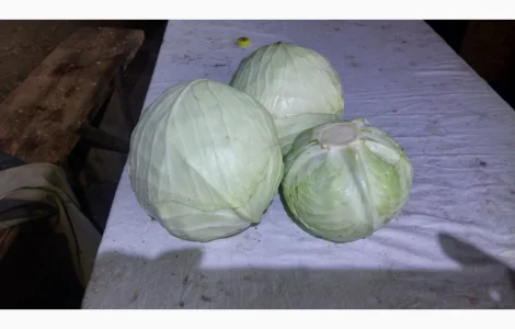 Продаємо капусту сорт Агресор