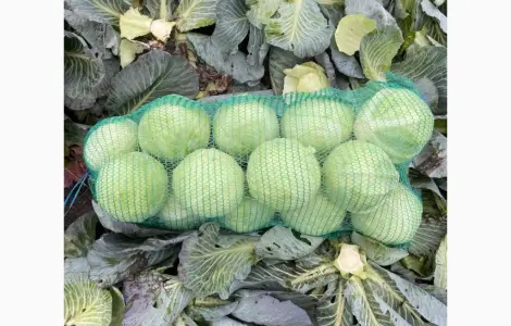 Продам капусту Сторідор Золочівський район