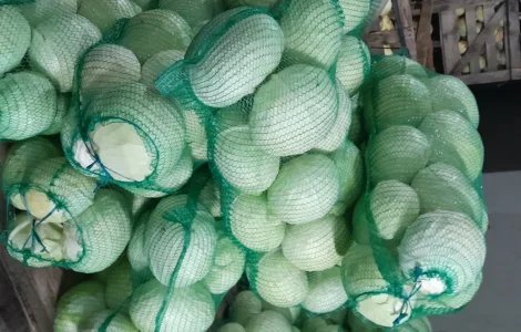 Продам капусту сорт Агресор