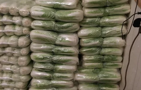 Куплю пекінську капусти від 20 тон по всій Україні