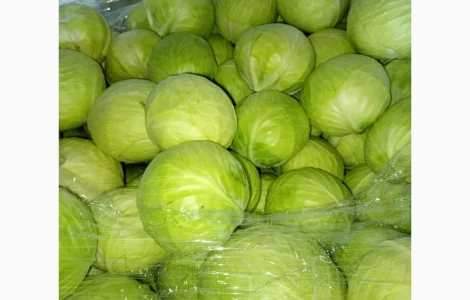 Sprzedam Kapustę białą i czerwoną ilości tirowe