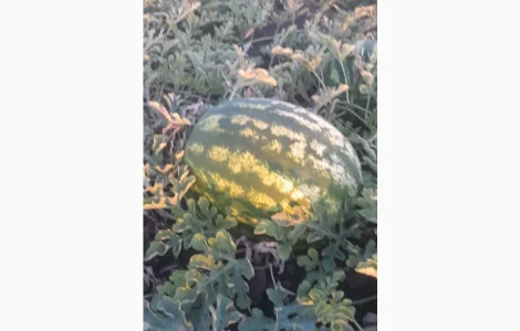 Продам капусту