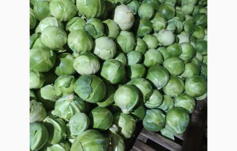 Продам капусту