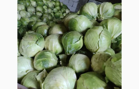 Продам капусту для шинковки центурион продикус