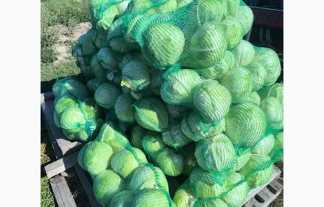 Продам капусту для шинковки центурион продикус