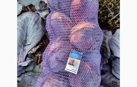 Продаємо капусту червонокачанну оптом