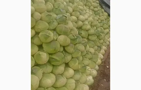 Продам капусту сорт Агресор