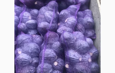 Продам червоноголову капусту