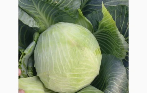Продам капусту сорт Агрессор