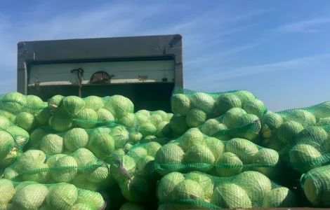 Продам капусту сорт Агрессор