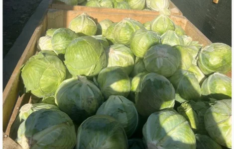 Продам капусту білокачанну Агресор