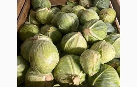 Продаємо капусту білокачанну