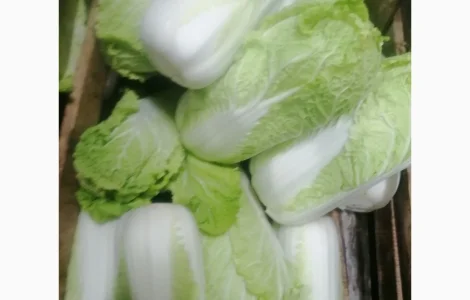 ЕКСПОРТ!!! ДОСТАВКА!!! Продам пекінську капусту на ЕКСПОРТ и по Украине