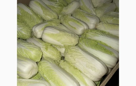 Куплю пекінську капусту