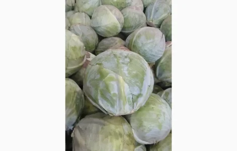 Продам капусту