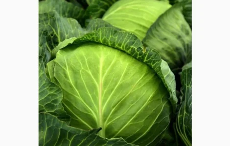 Куплю капусту