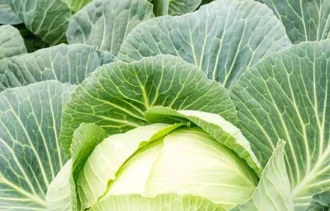 Куплю Капусту ( Агресор