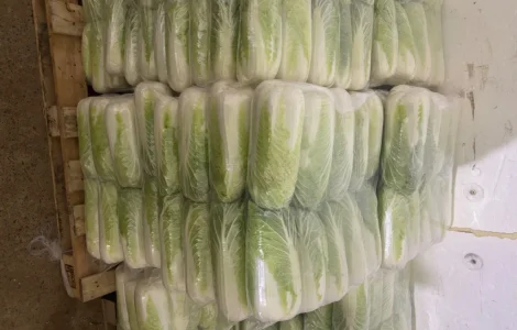Продам пекінську капусту малий і великий опт