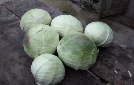 Продам капусту Агресор