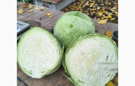 Продам капусту Агресор 20т