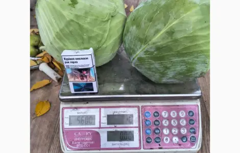 Продам капусту Агрессор без трипса и болезней
